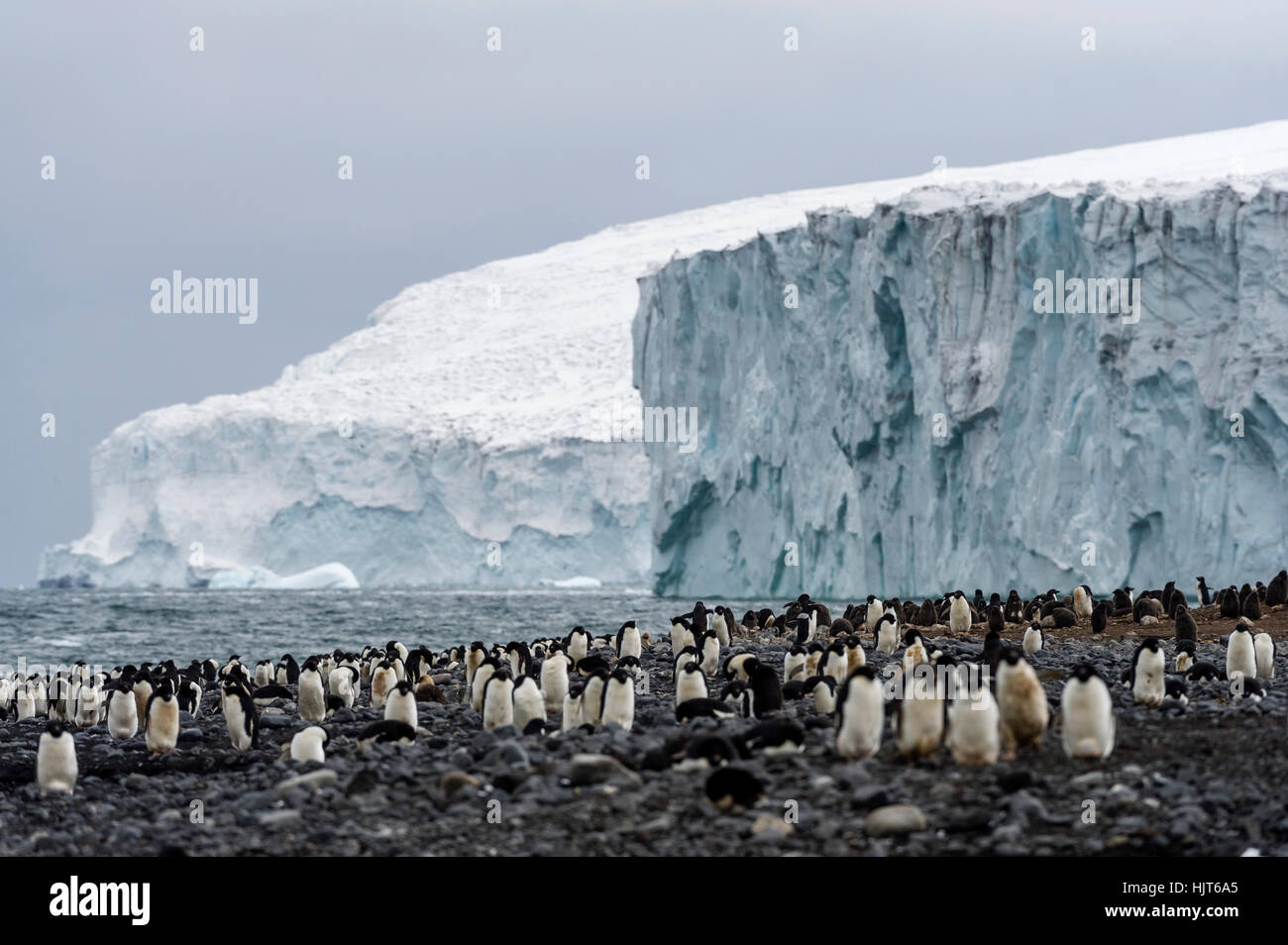 A breeding colony of Adelie Penguins beneath a glacier on an island in Antarctica. Stock Photo