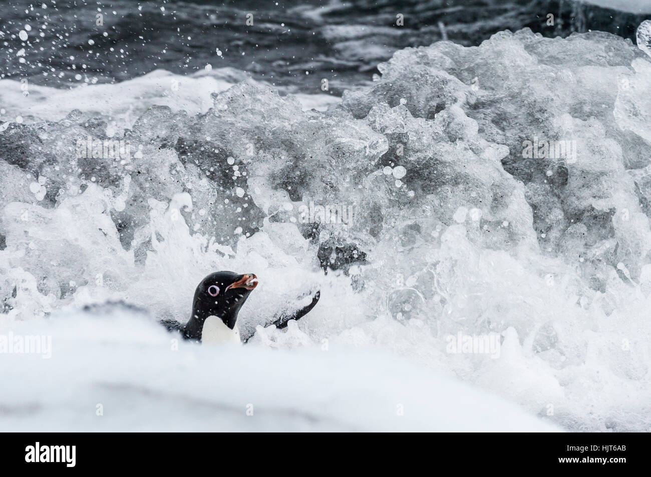 An Adelie Penguin surfs a wave into the shore after feeding at sea. Stock Photo