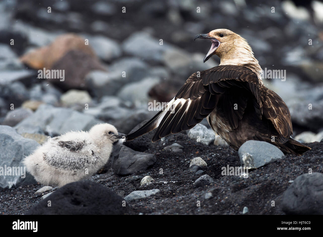 A South Polar Skua chick pulling on the wing feather of its parent to get attention. Stock Photo