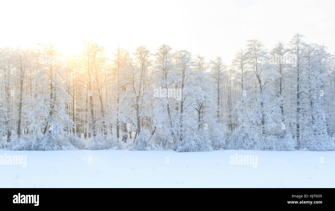 Winter landscape with green fir trees covered with snow and light ...