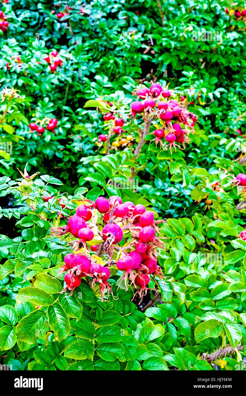 Rose hips on a bush; Hagebutten an einem Busch Stock Photo