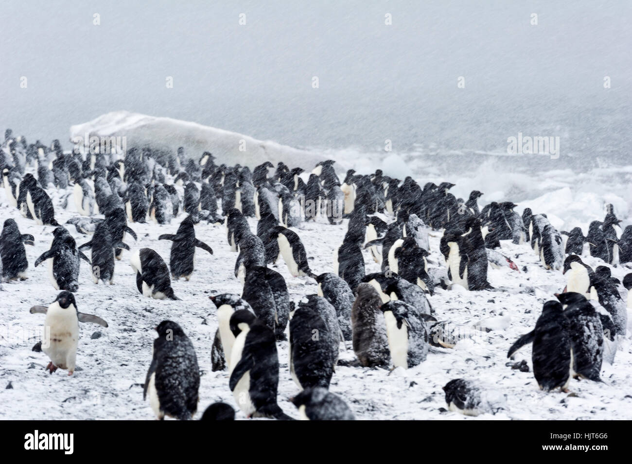A breeding colony of Adelie Penguins during a snow storm on an island in Antarctica. Stock Photo