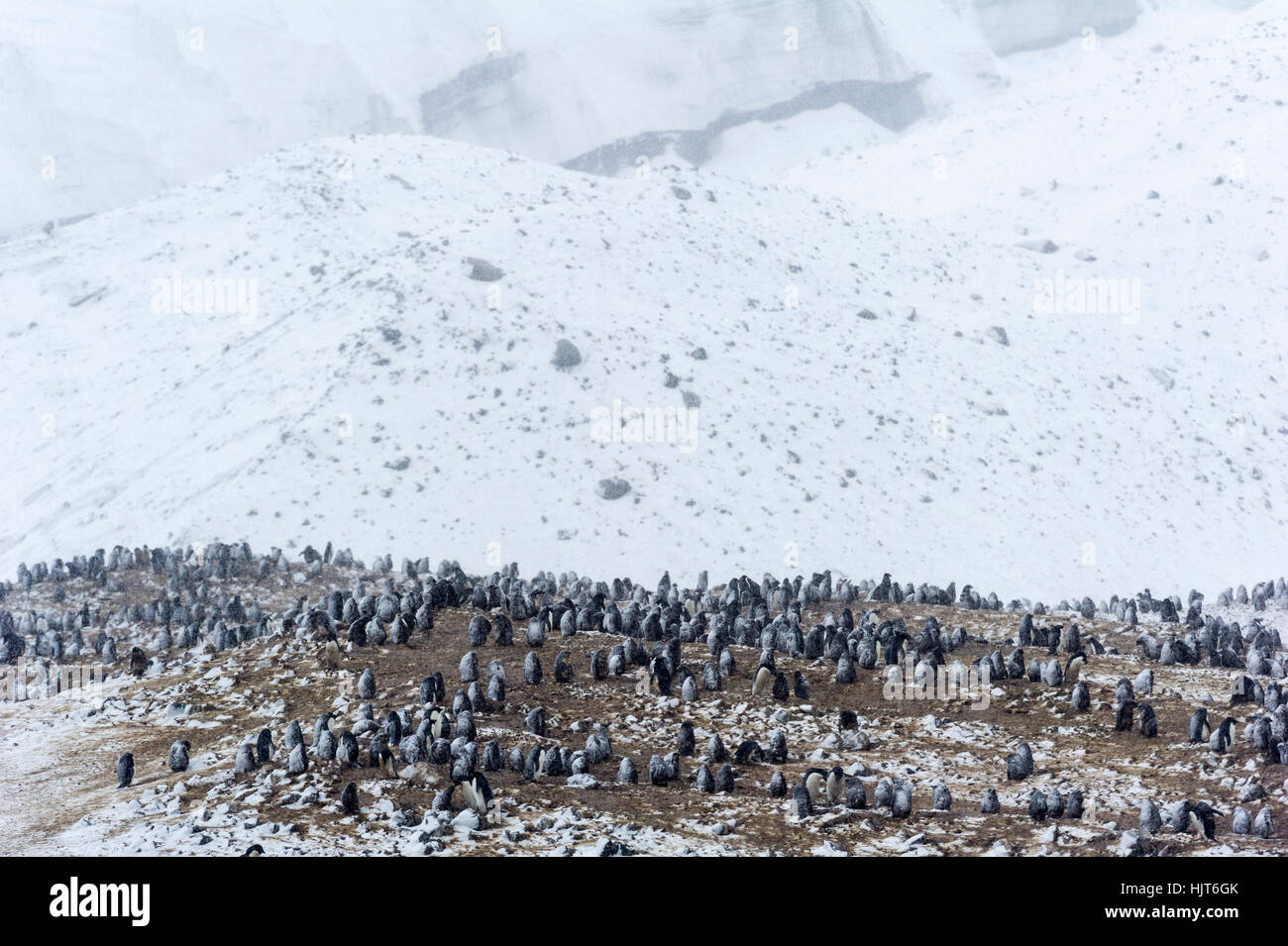 A breeding colony of Adelie Penguins during a snow storm on an island in Antarctica. Stock Photo
