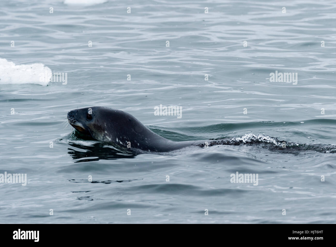 A Weddell Seal swimming in the ocean. Stock Photo