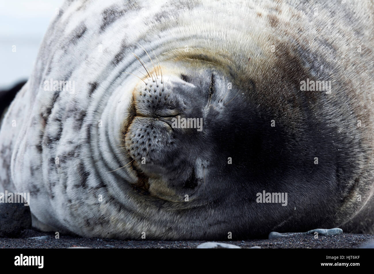 The smiling face of a Weddell Seal sleeping on a black volcanic beach in Antarctica. Stock Photo