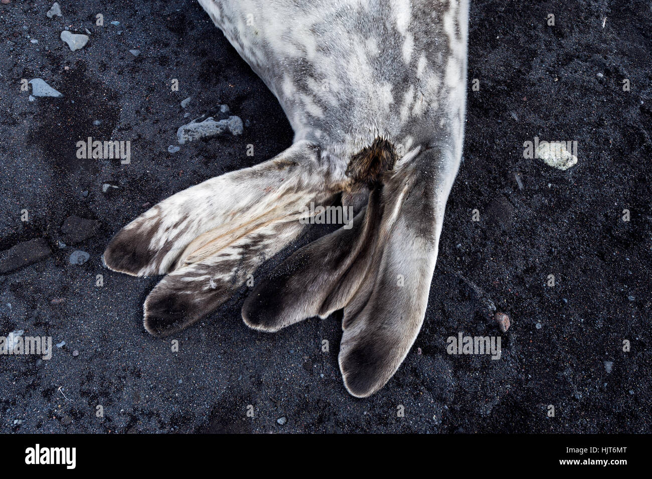 The flippers of a Weddell Seal sleeping on a black volcanic beach in Antarctica. Stock Photo