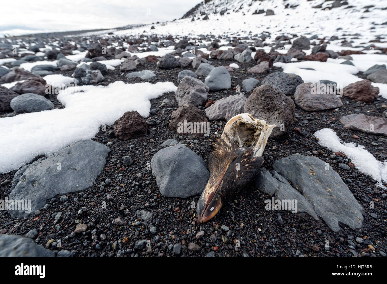 The skull of an Adelie Penguin in the snow on a volcanic beach in Antarctica. Stock Photo