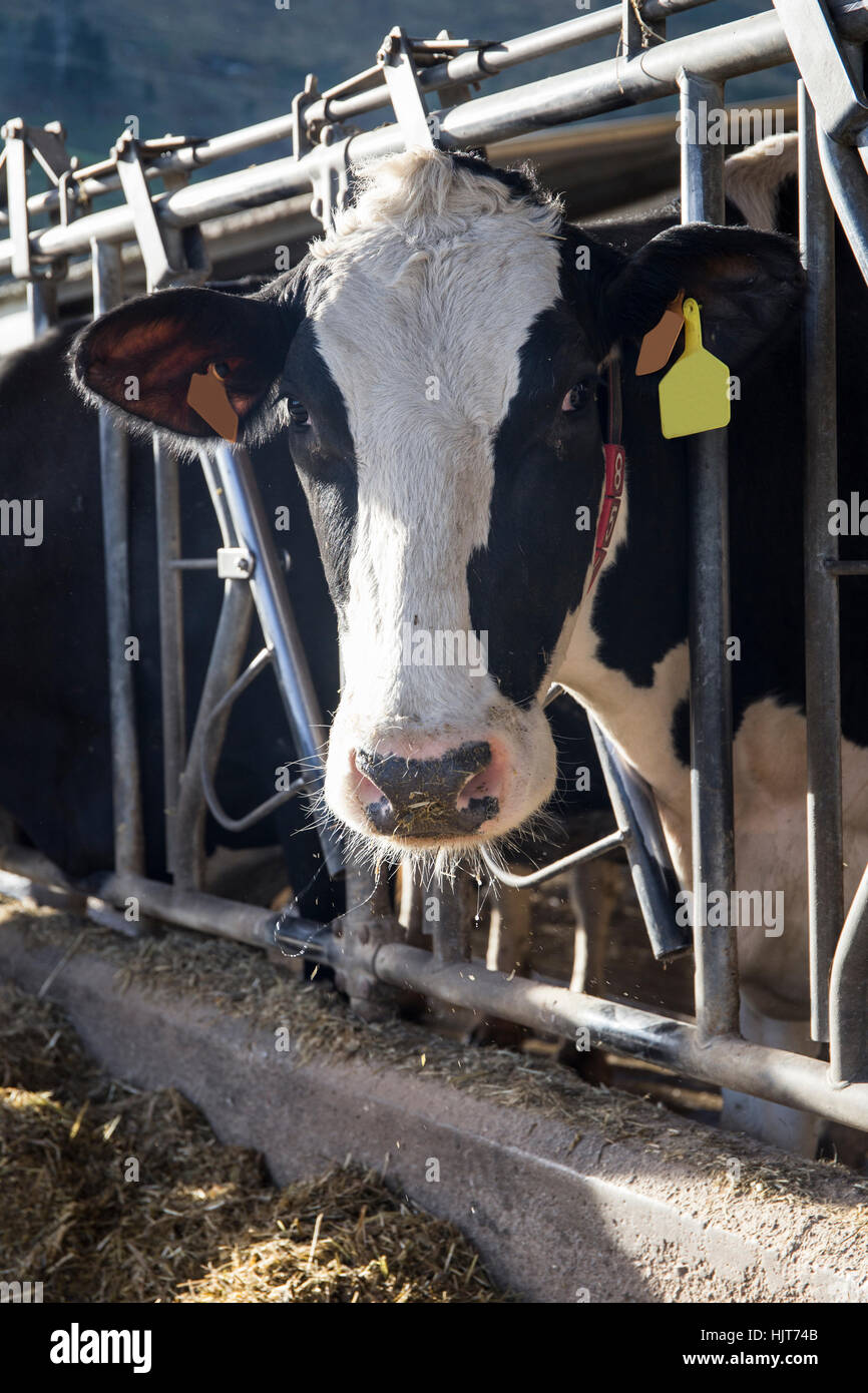 Portrait of cow on a farm Stock Photo - Alamy
