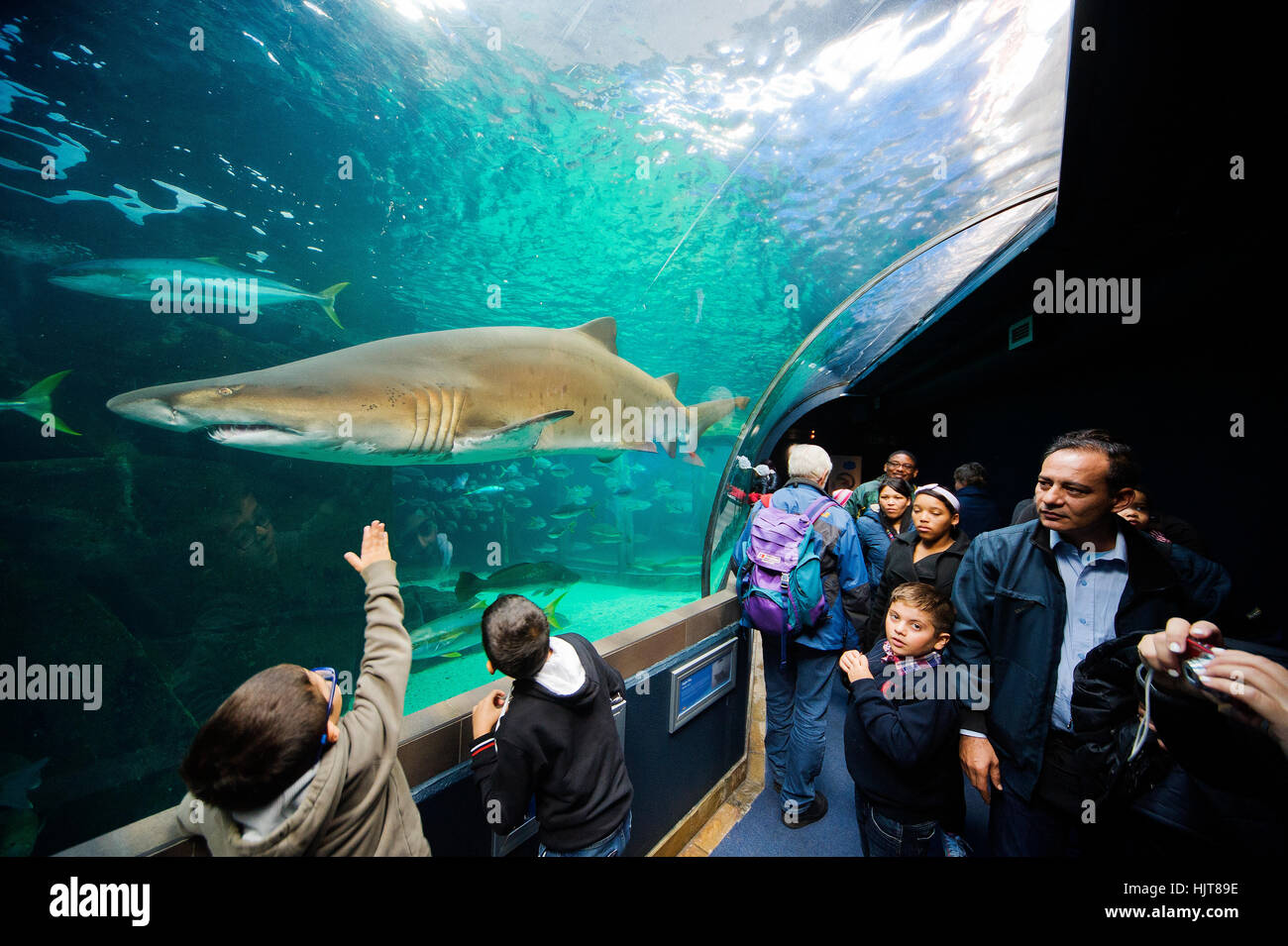 Visitors enjoying the ocean fauna at Two Oceans Aquarium Cape Town ...