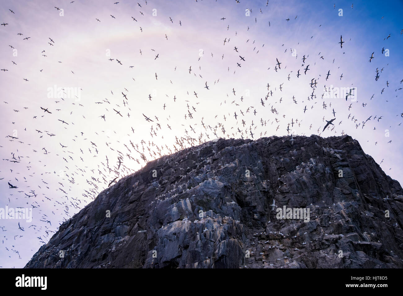 UK, Scotland, East Lothian, Bass Rock with a colony of Northern Gannets Stock Photo