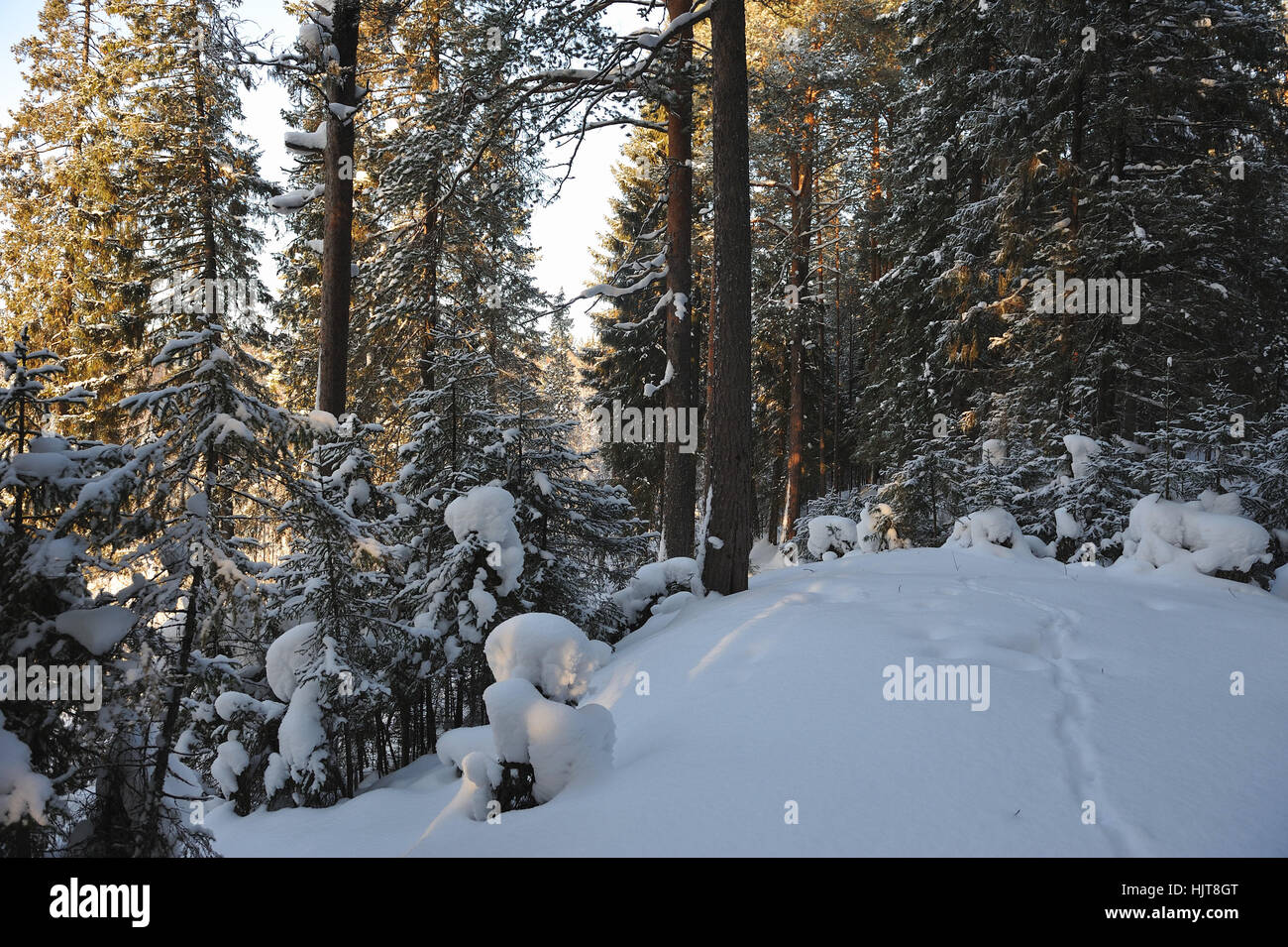 Landscape of the wintery snow covered forest view with sun glare Stock ...