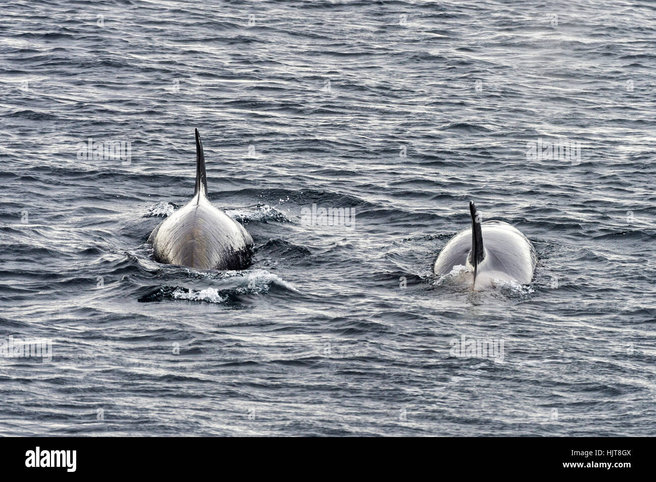 A pair of killer whales hunting along the sea ice edge in Antarctica. Stock Photo