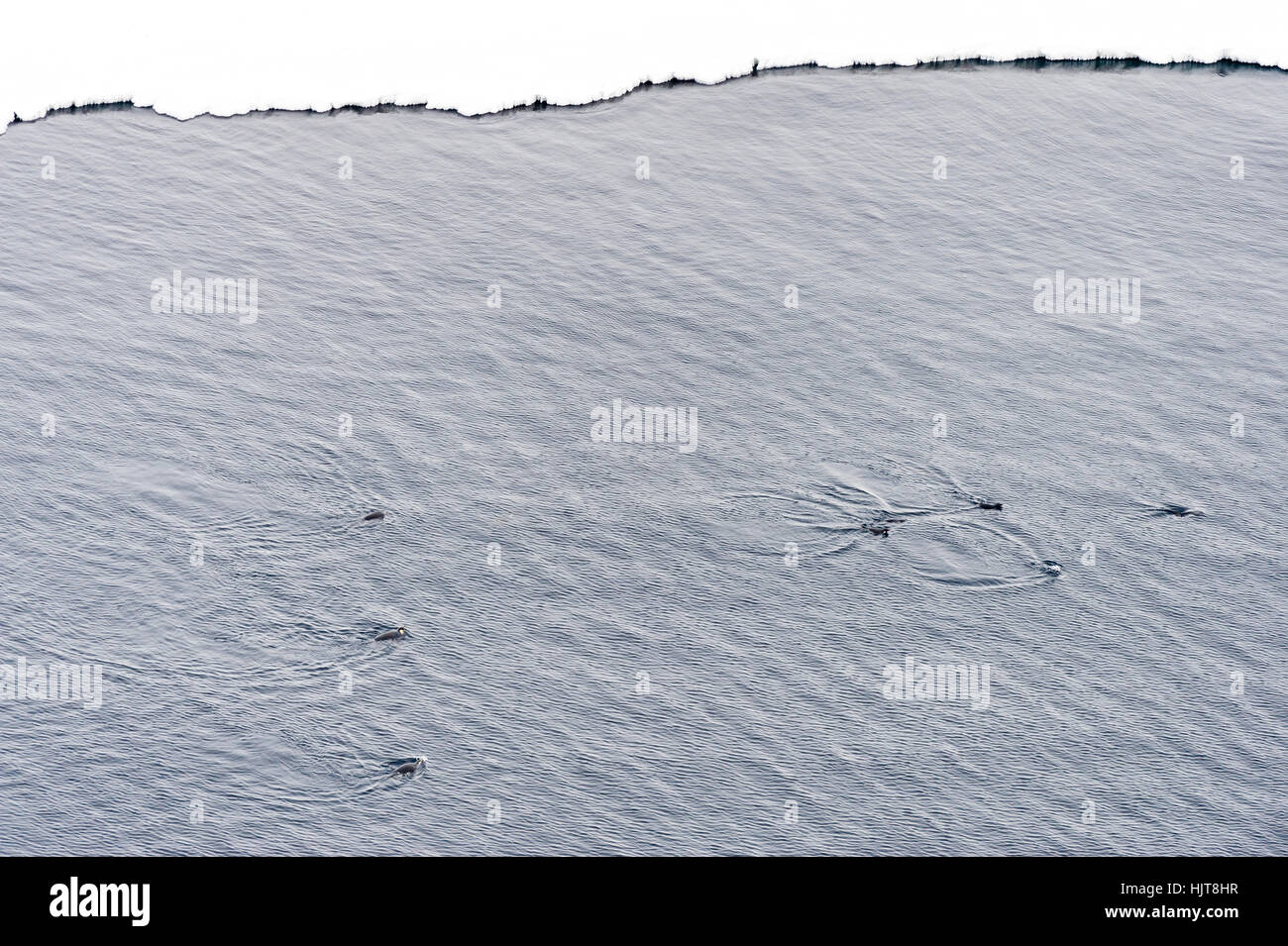 Emperor Penguins swimming in the ocean along the sea ice edge in Antarctica. Stock Photo