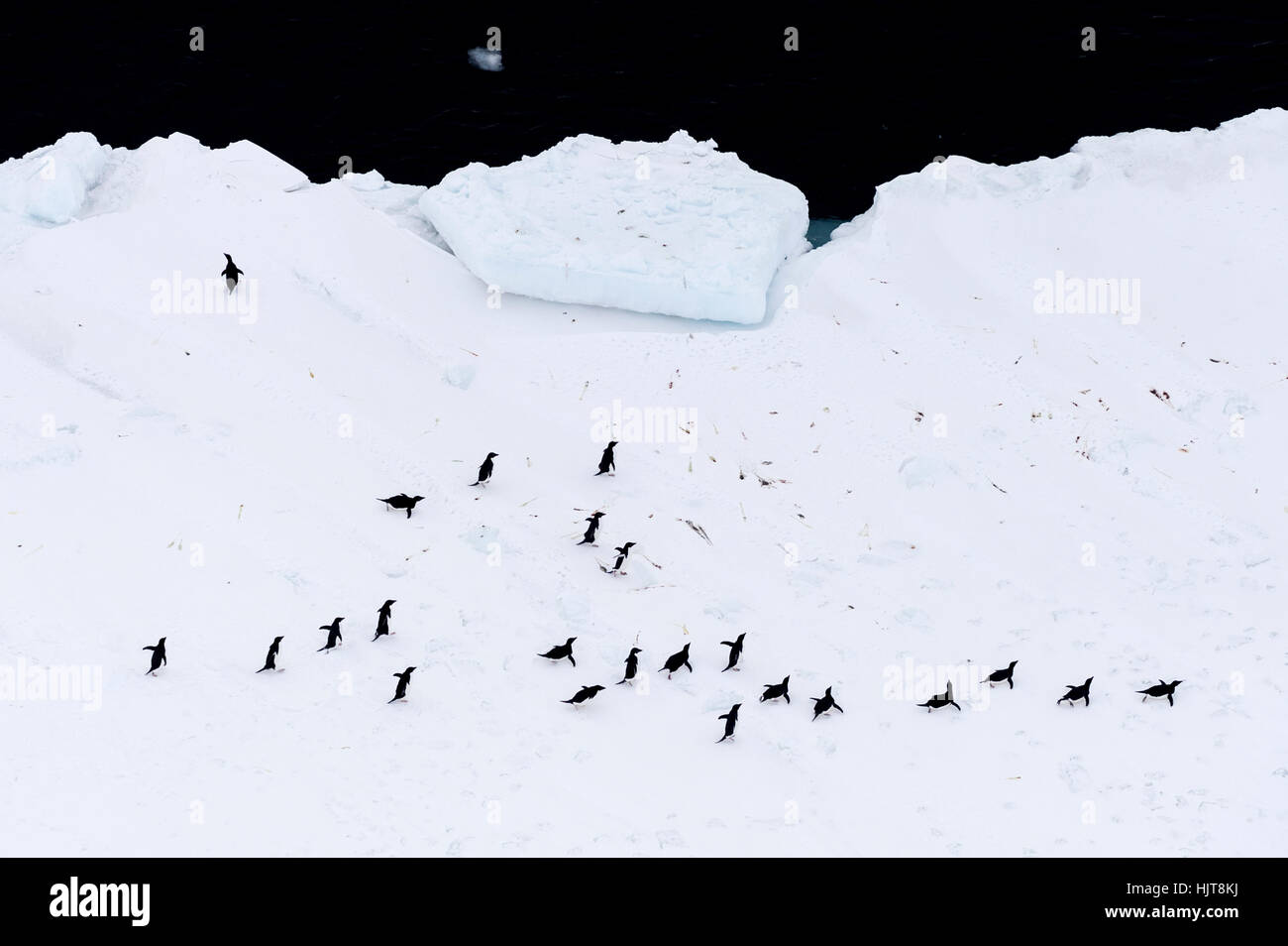 A colony of Adelie Penguins gathered near the sea ice edge in ...
