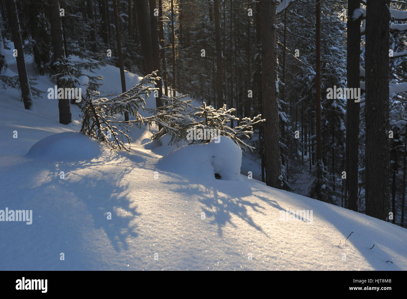 Small fir trees in a winter forest under a thick layer of snow with sun ...