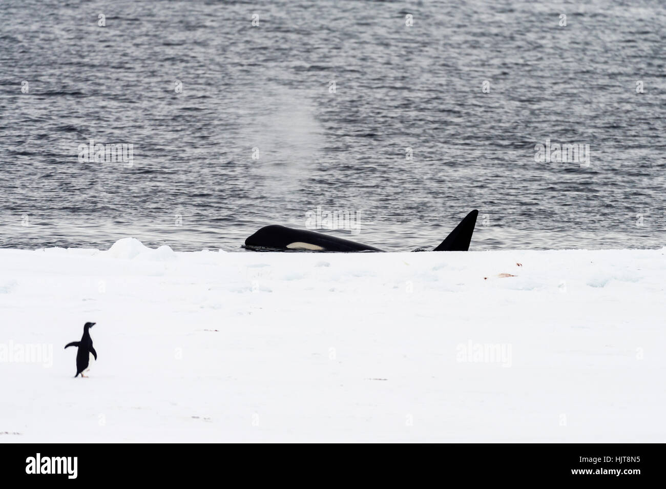 A Killer Whale hunting along the sea ice edge near an Adelie Penguin in Antarctica. Stock Photo