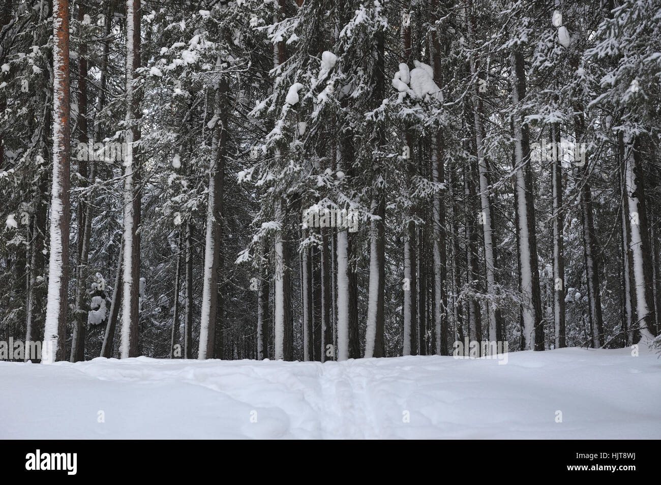 Landscape of the wintery snow covered forest view with sun glare Stock ...