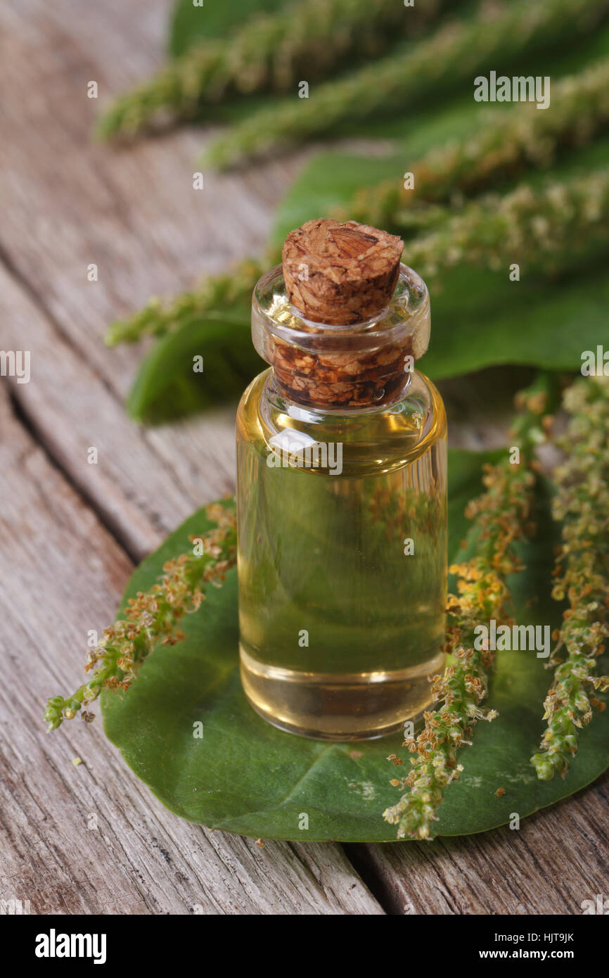 Instructions for use of plantain juice, therapeutic properties and contraindications 93 Instructions for use of plantain juice, therapeutic properties and contraindications 38