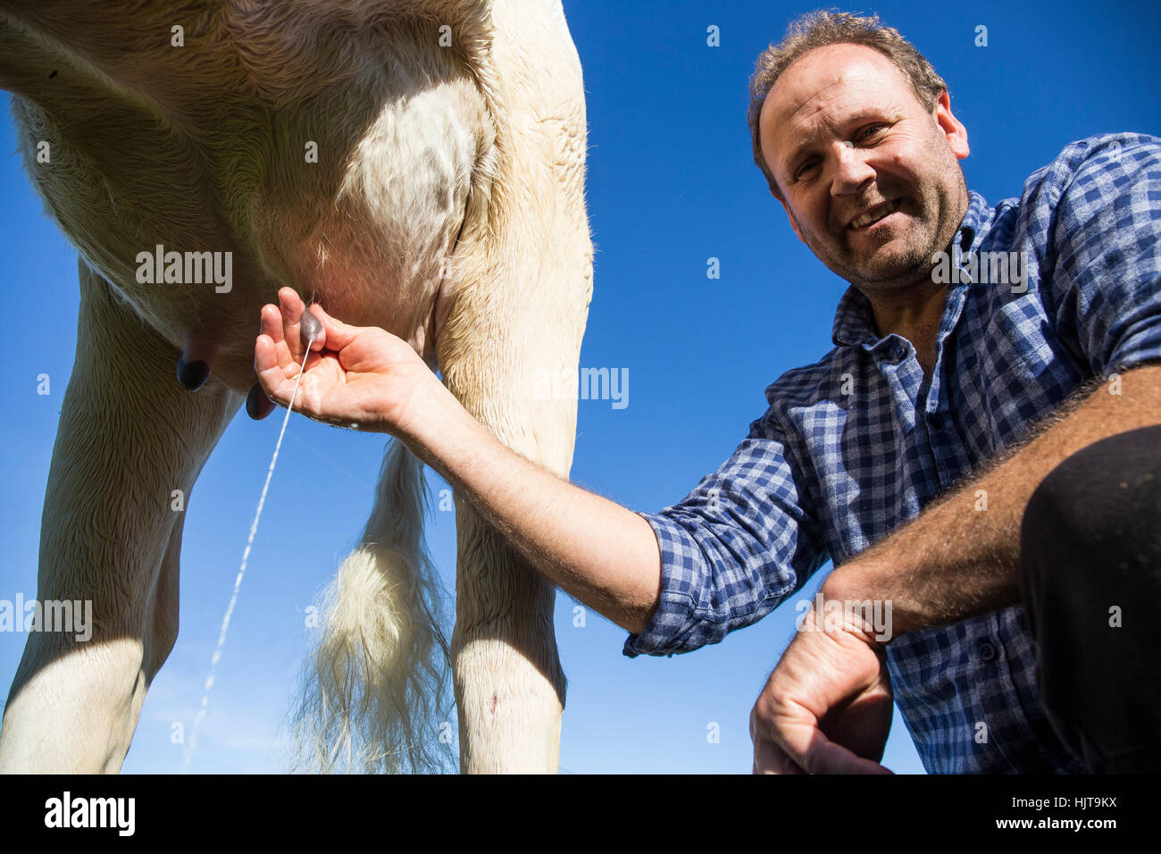 Farmer milking a cow Stock Photo