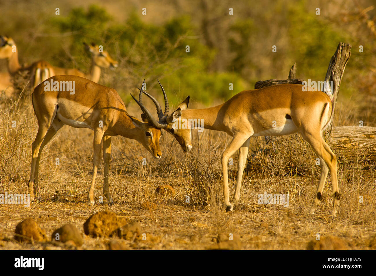 Impalas fighting, Kruger National Park, South Africa Stock Photo