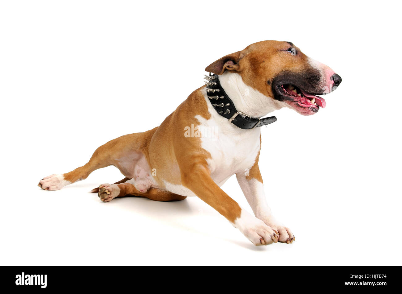 animal, bull, energy, power, electricity, electric power, dog, breed, canine, Stock Photo