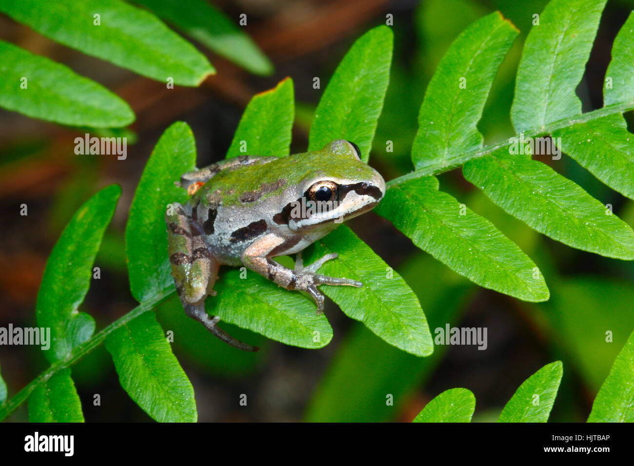 An ornate chorus frog pseudachris ornata hires stock photography and