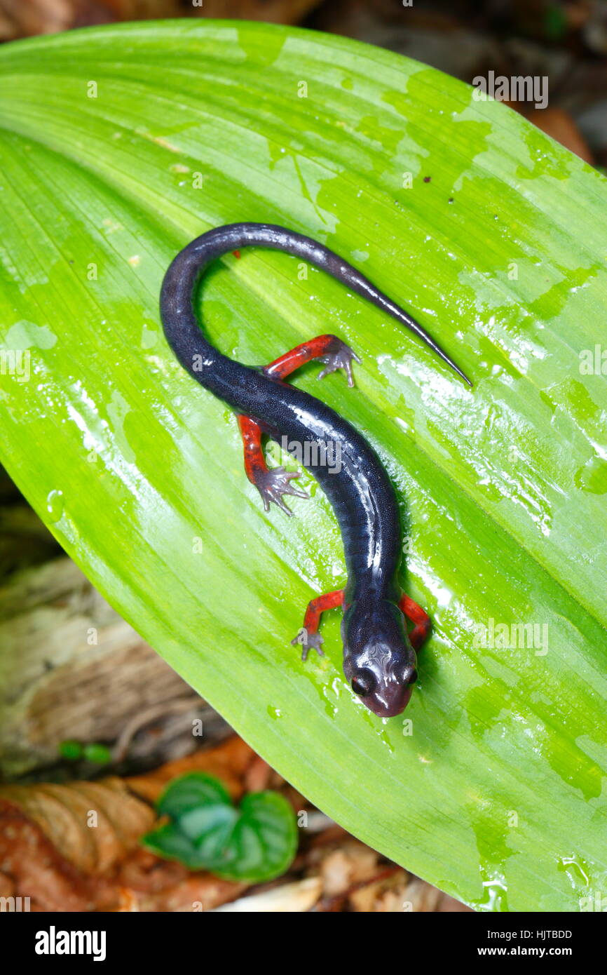 A Red-cheeked Salamander, Plethodon shermani, on a leaf. Stock Photo