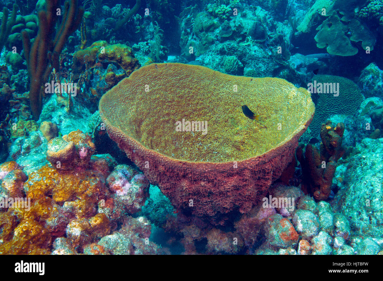 A Bell sponge, Ircinia campana, in a Caribbean reef. Stock Photo