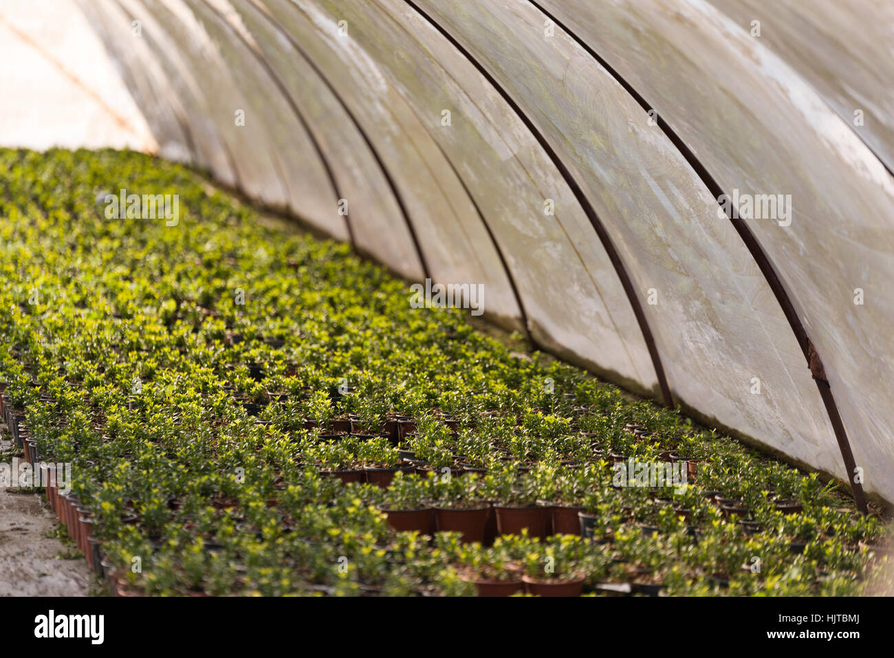 Hothouse and green plants in pots with shallow dof. Stock Photo