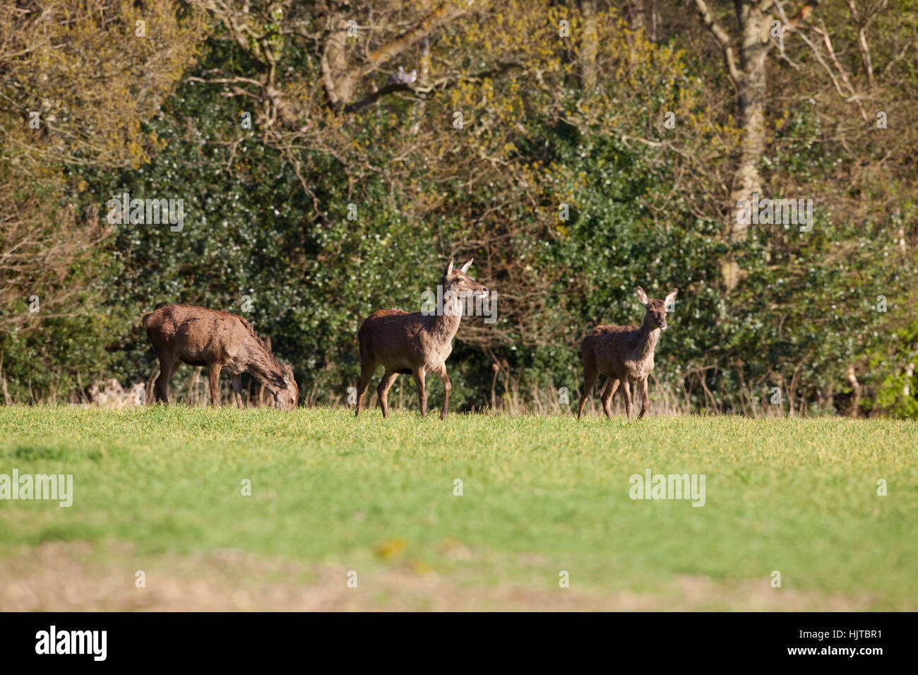 Red Deer (Cervus elaphus). Hinds with previous years calves, emerging from woodland cover to feed on winter sown cereal crop. Ingham. Norfolk. April. Stock Photo