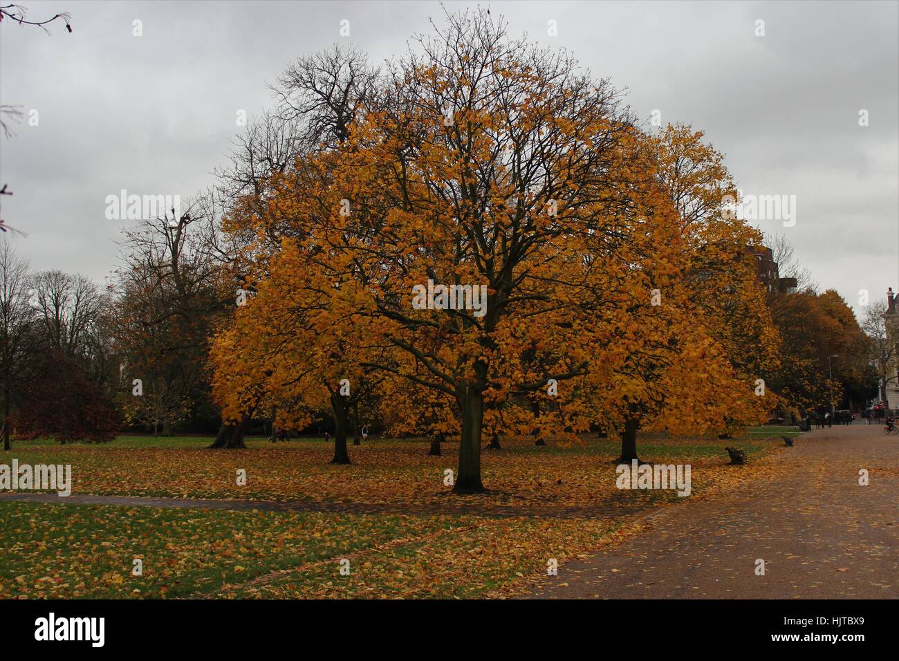 Golden autumn tree over a blanket of leaves Stock Photo
