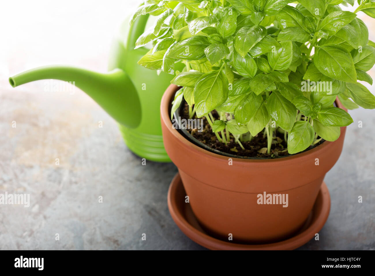 Fresh green basil growing in a pot Stock Photo - Alamy