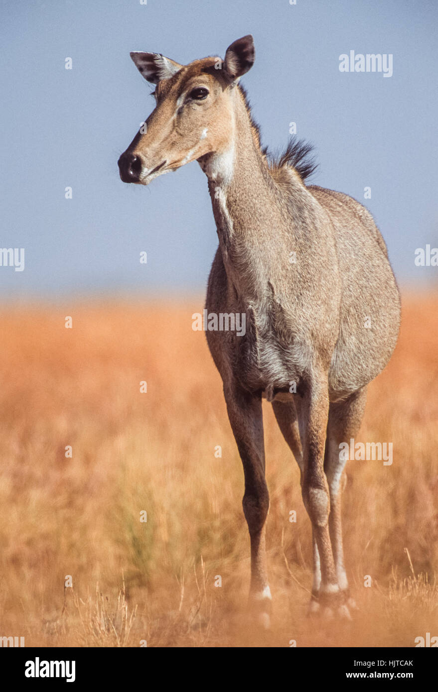 female Nilgai, (Boselaphus tragocamelus), Blackbuck National Park,Velavadar,Gujarat,India Stock Photo