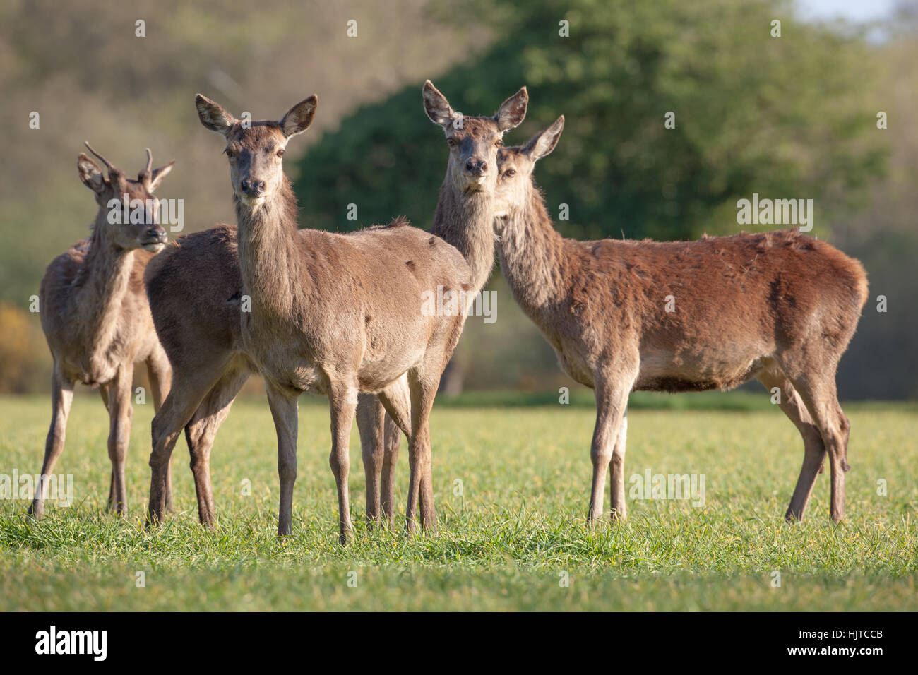 Red Deer (Cervus elaphus). Three hinds with single tine antlered yearling male, left. Photographed from ‘car window hide’. April. Norfolk. UK. Stock Photo