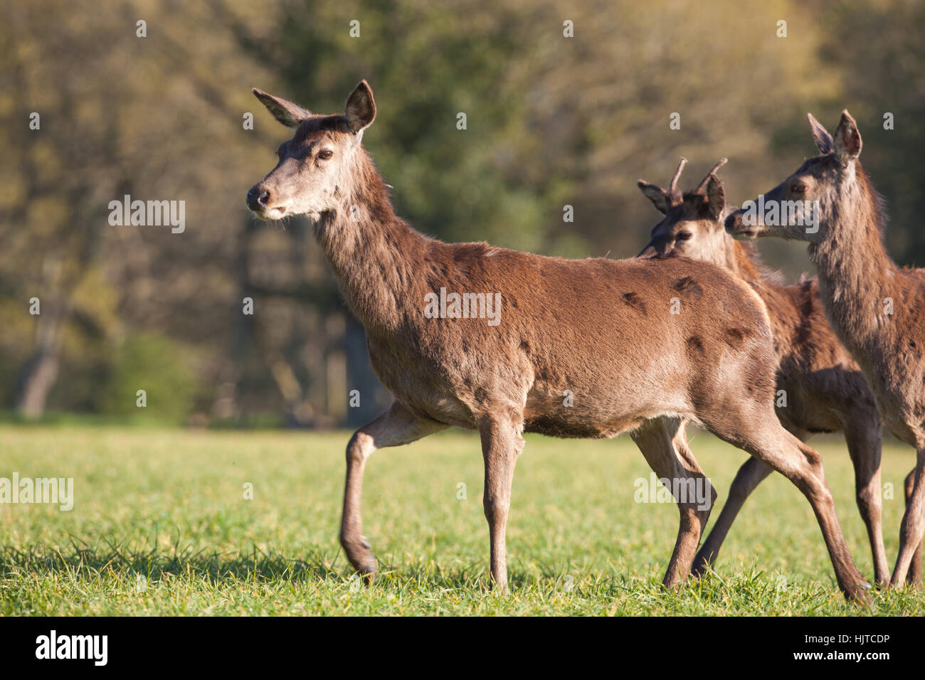 Red Deer (Cervus elaphas). Lead Hind, cautiously, all senses alert, walking  across an open field. Behind less experienced sub-adult animals Stock Photo