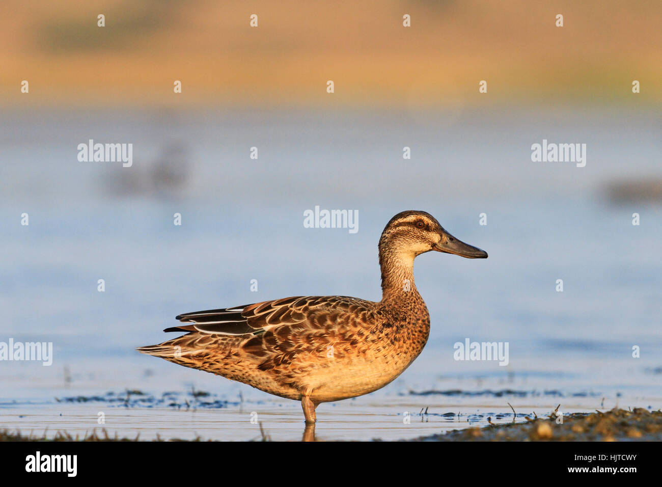 Trophy hunting bill hi-res stock photography and images - Alamy