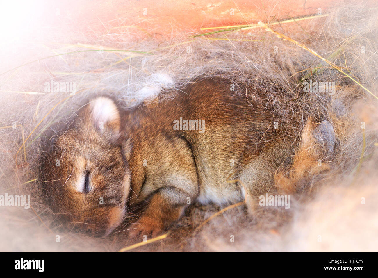 bunny sleeps in a nest of hair with sunny hotspot,pets, farm