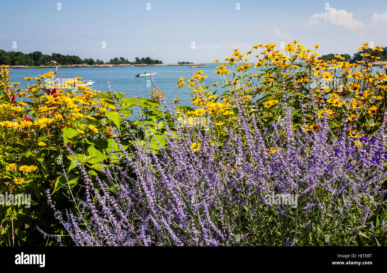 Coastal spring wildflowers garden border of purple Russian sage and