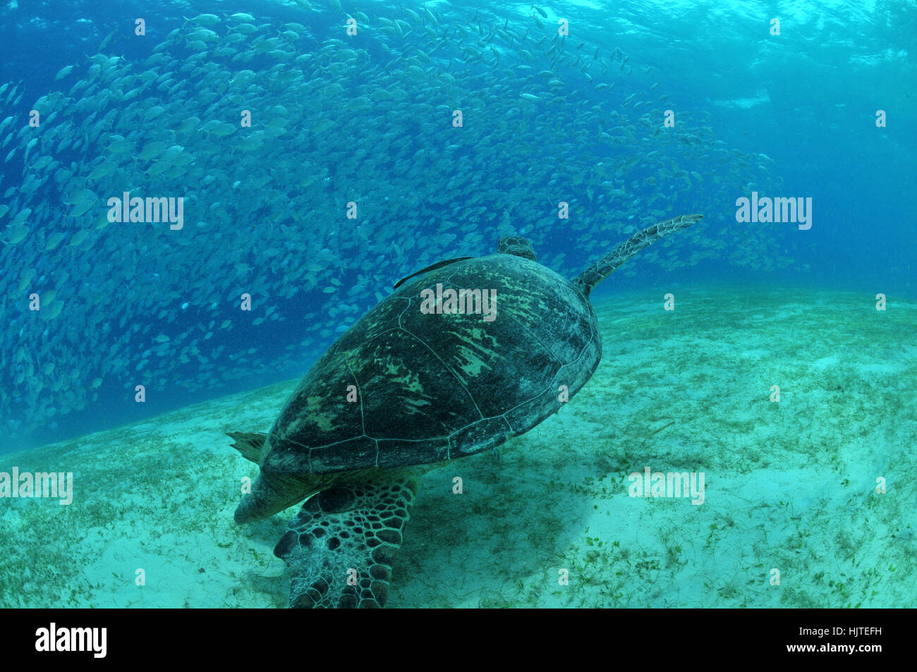fishes, turtle, tortoise, asia, fish, underwater, dive, fishes, turtle, Stock Photo