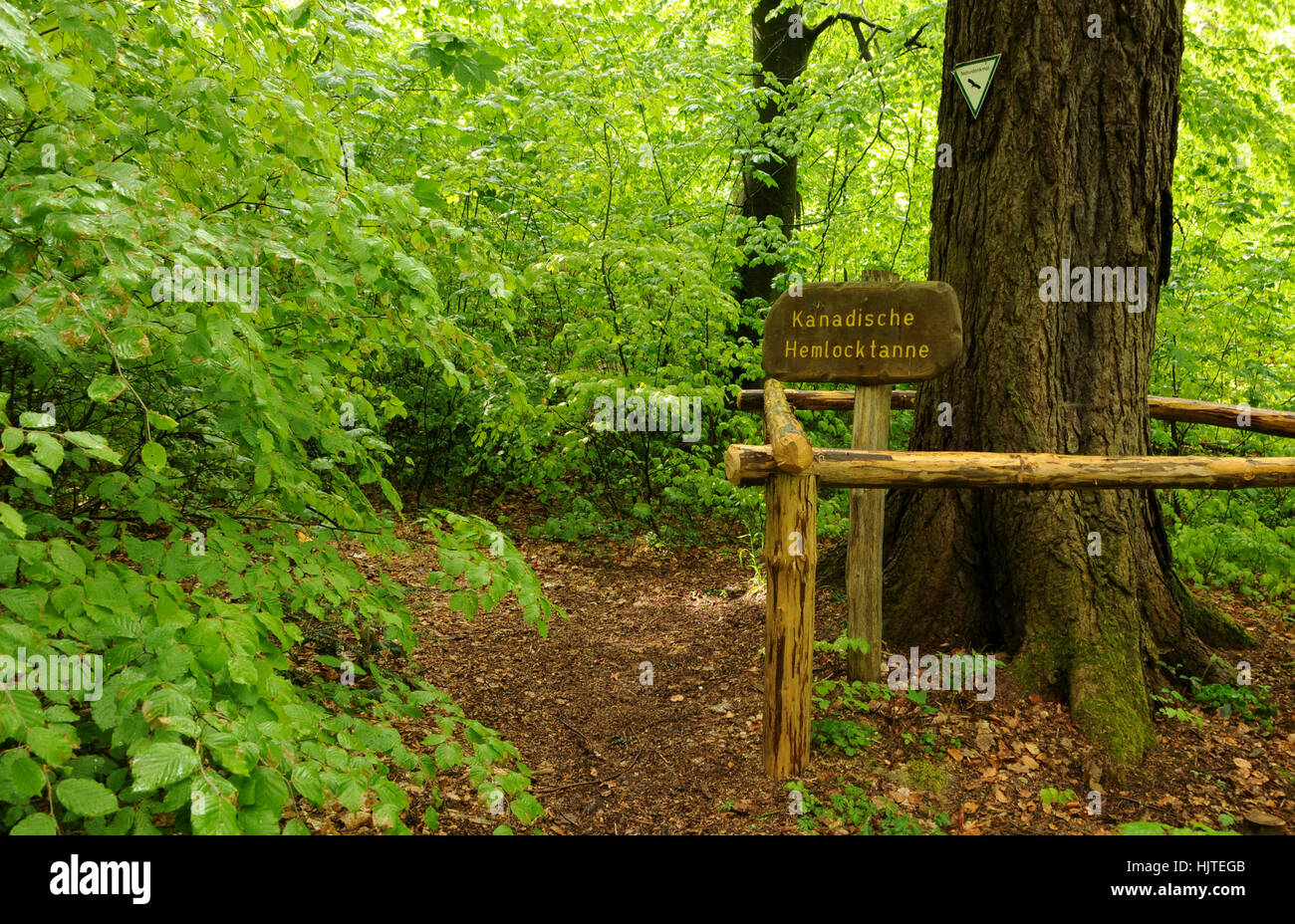 hike, go hiking, ramble, natural monument, path, forest, migrate, book, hike, Stock Photo