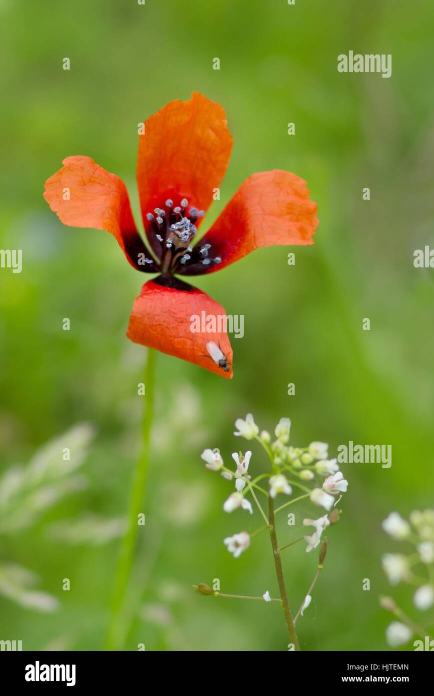 Poppy Insect poppy, red, insect, field, small, tiny, little, short, spring, fly ...