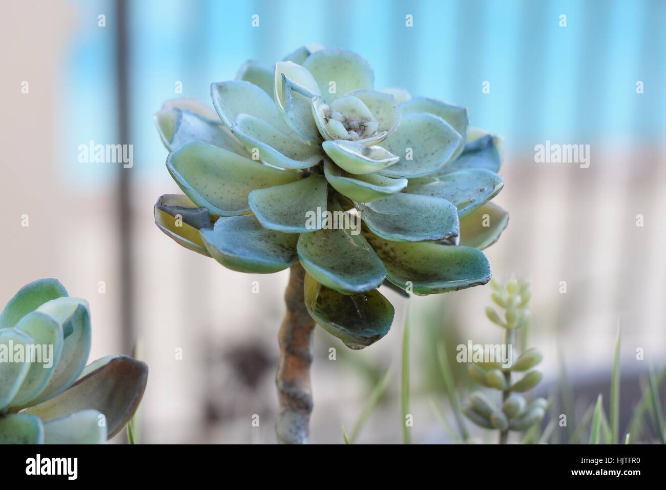 Wooden centerpiece hi-res stock photography and images - Alamy