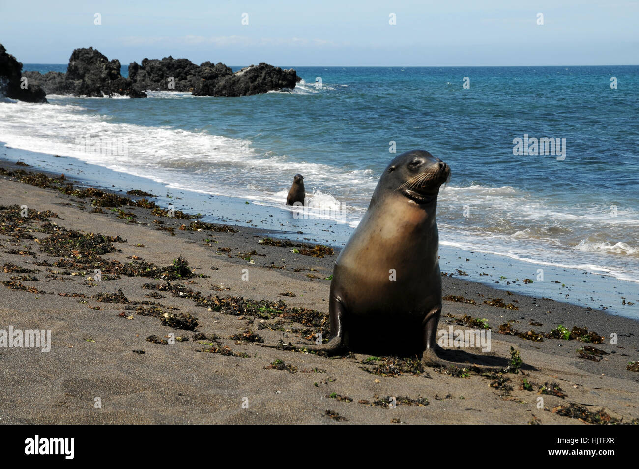 seal, sandy beach, sea lion, conservation of nature, beach, seaside, the beach, Stock Photo