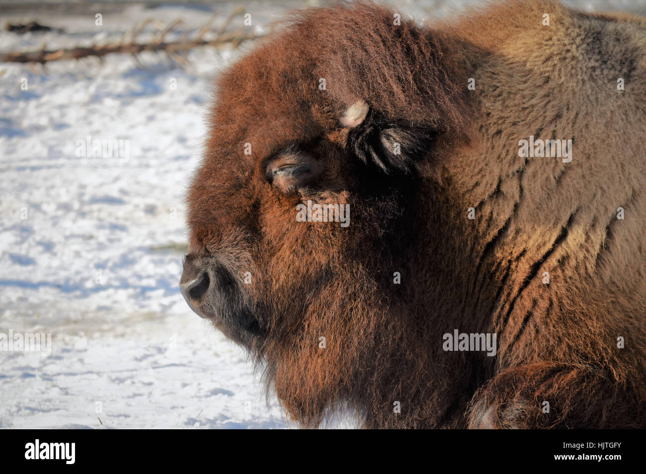 Bison in the Snow Stock Photo - Alamy