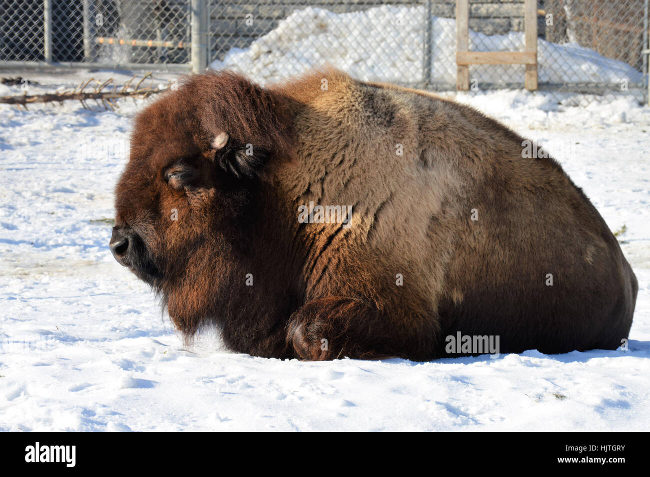 Bison in the Snow Stock Photo - Alamy