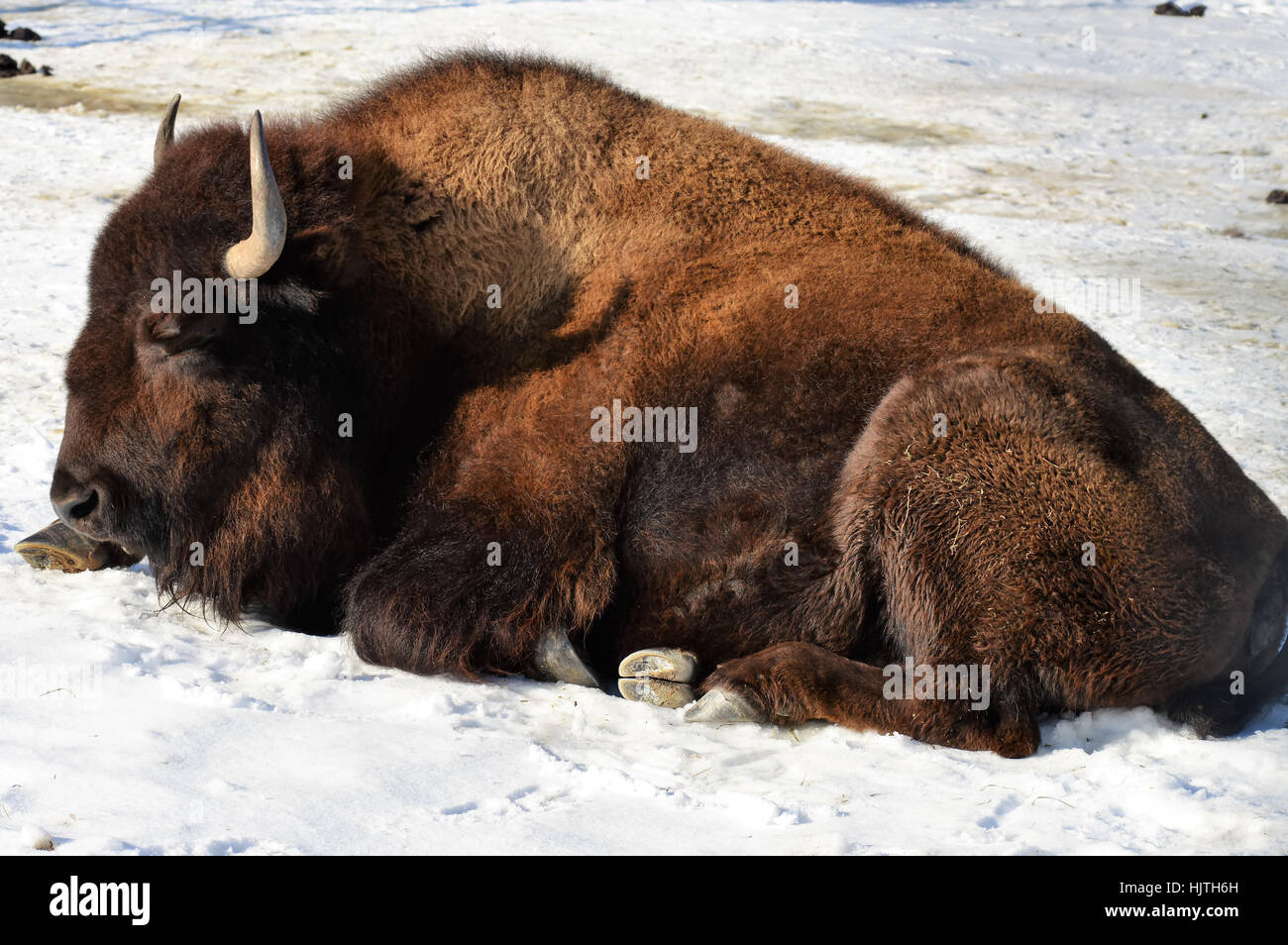 Bison in the Snow Stock Photo - Alamy