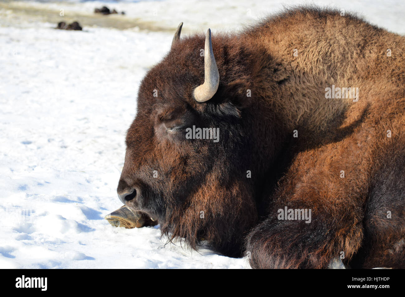 Bison in the Snow Stock Photo - Alamy