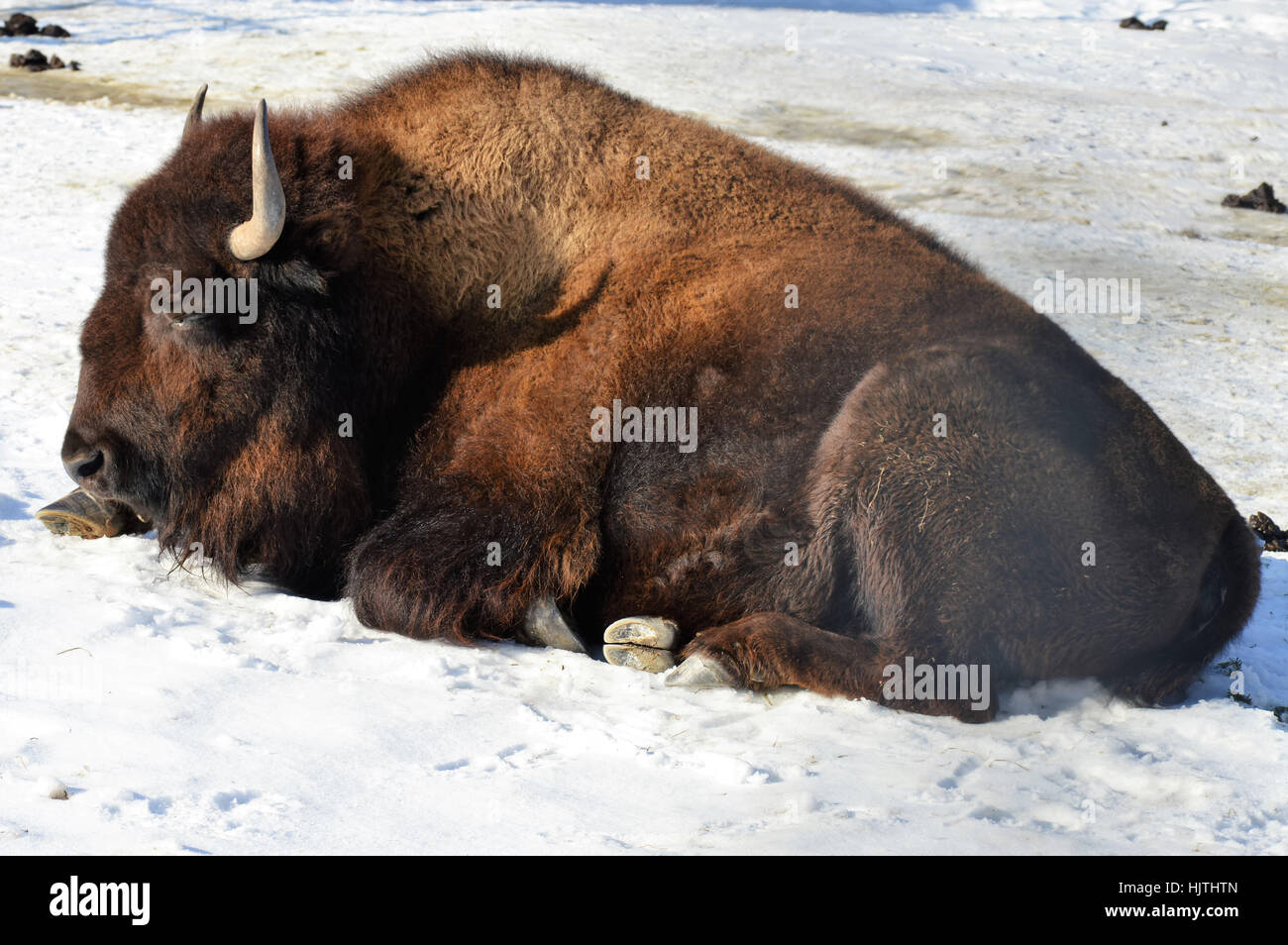 Bison in the Snow Stock Photo - Alamy