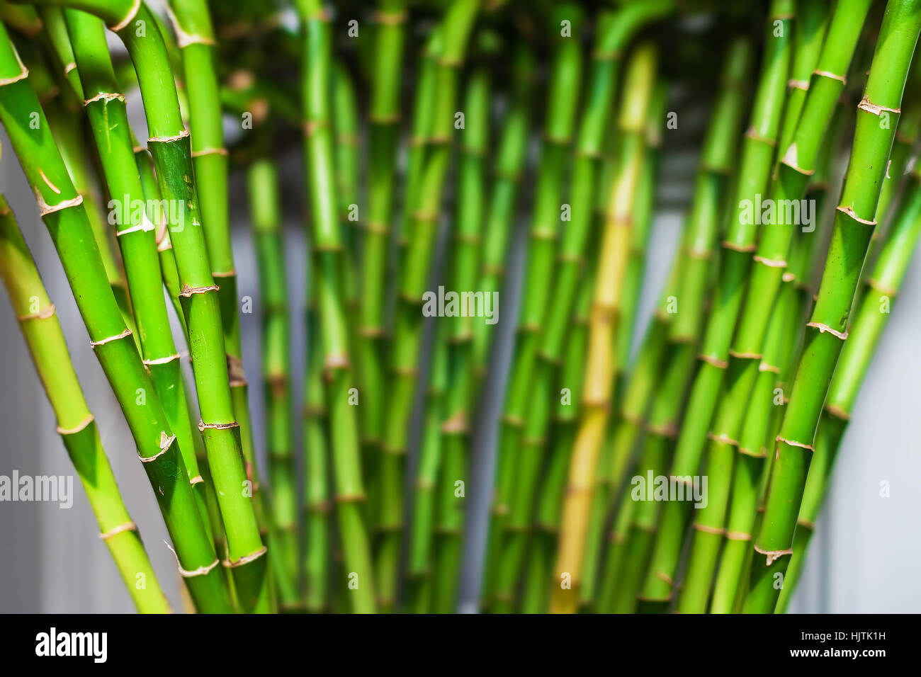 Bamboo - Taupe Green main image 1