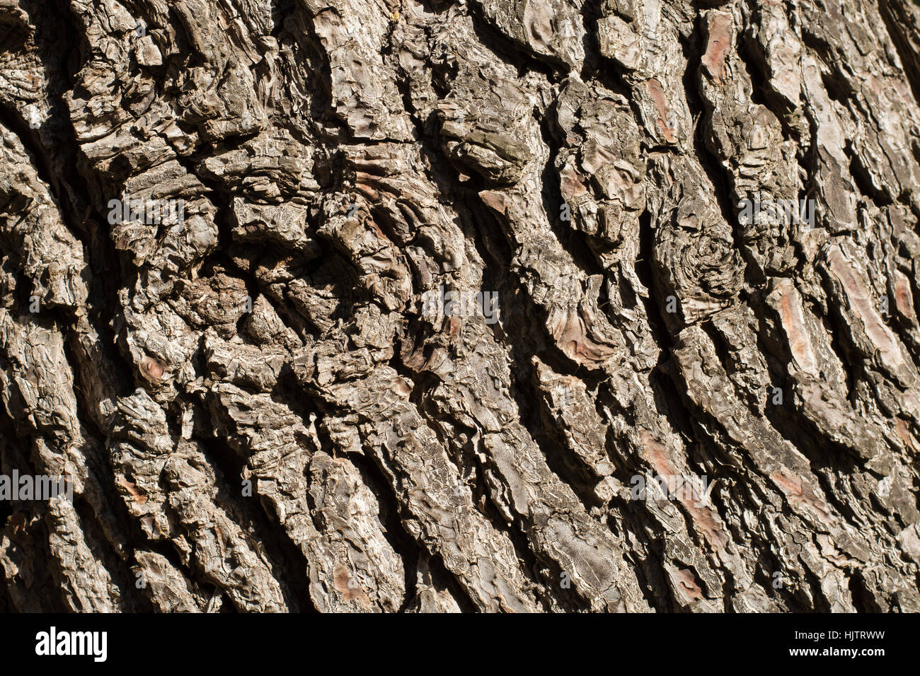Close up of tree bark. Textured background Stock Photo